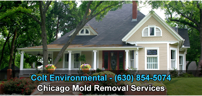 Mold Removal Chicago